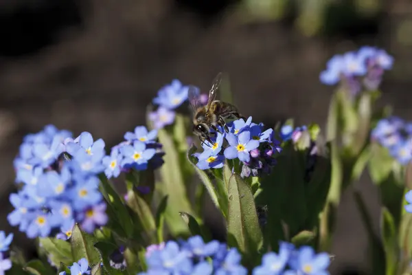 Piękny kwiat kolor jasno niebieski — Zdjęcie stockowe