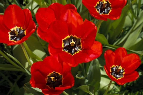 Beautiful bright flowers of tulips — Stock Photo, Image