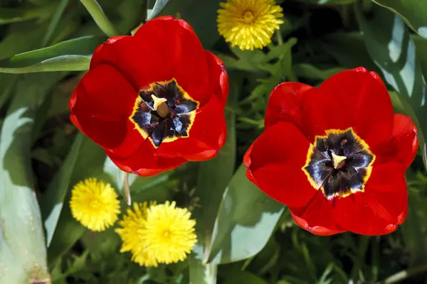 Beautiful bright flowers of tulips — Stock Photo, Image