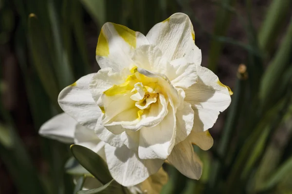 Květ Narcis — Stock fotografie
