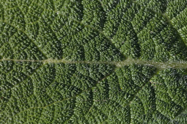 Blad van een plant — Stockfoto