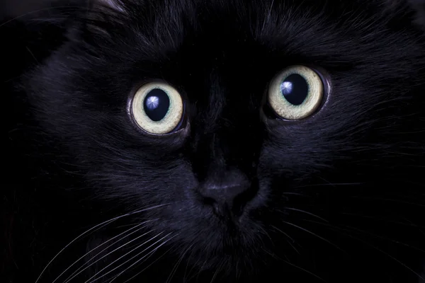 Portrait of a black cat