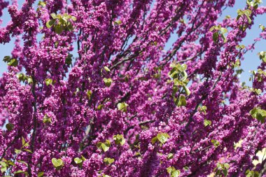 parlak pembe çiçekli ağaç