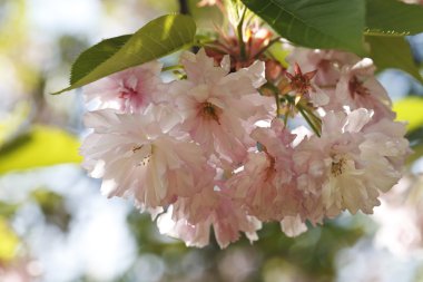 Sakura. Kiraz çiçeği bahar