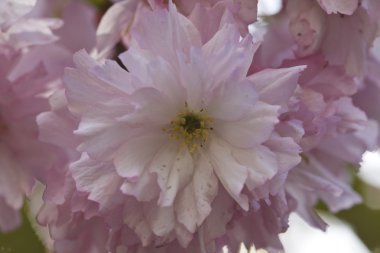 Sakura. Kiraz çiçeği bahar