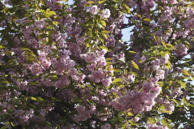 Sakura. Kiraz çiçeği bahar