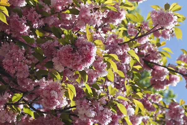 Sakura. Flor de cerejeira na primavera — Fotografia de Stock