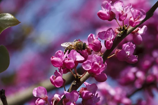 Bright pink flowering tree — Stock Photo, Image