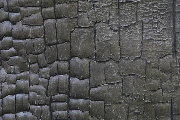 Сгоревшая текстура дерева — стоковое фото