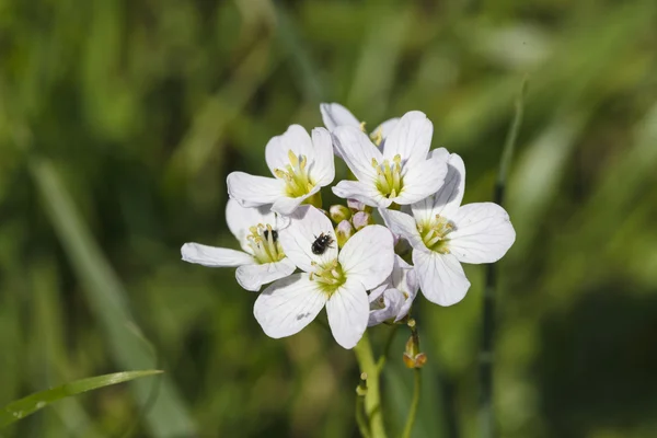 Beautiful little white flowers — Stock Photo, Image