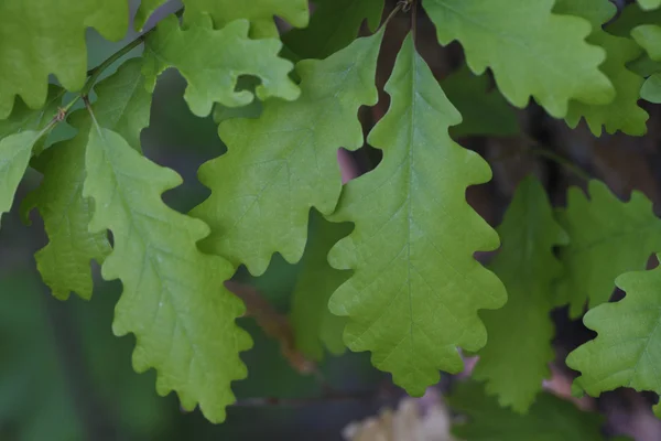 Bright green leaves of oak — Stock Photo, Image