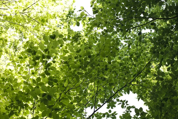 Feuillage vert vif arrière-plan des arbres — Photo