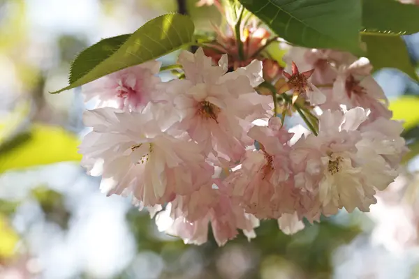 Sakura. Kwiat wiśni wiosną — Zdjęcie stockowe