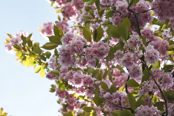 Sakura. Flor de cerejeira na primavera — Fotografia de Stock