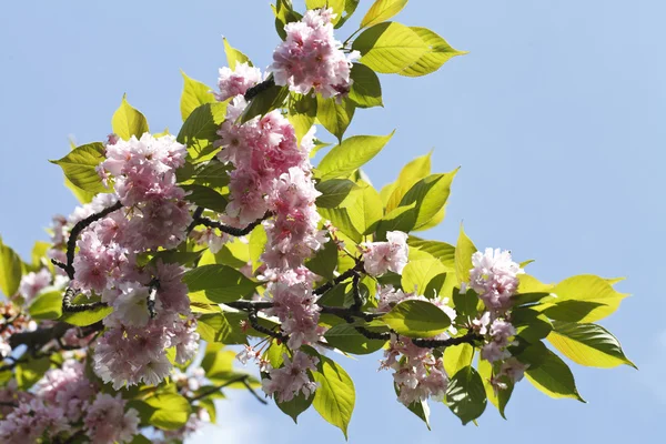 Sakura. Flor de cerejeira na primavera — Fotografia de Stock