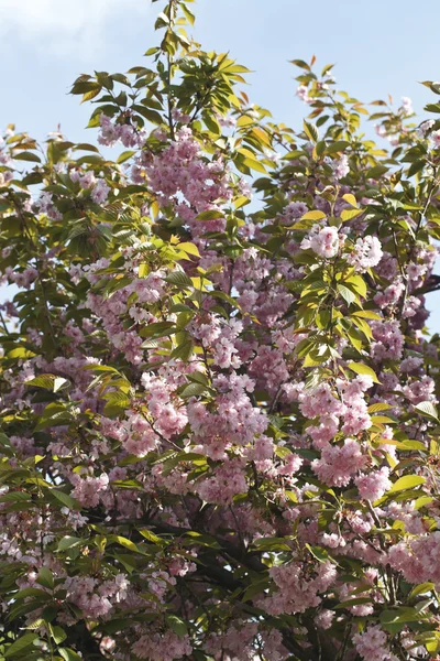 Sakura. Flor de cerejeira na primavera — Fotografia de Stock