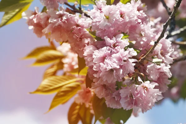 Sakura. Flor de cerejeira na primavera — Fotografia de Stock