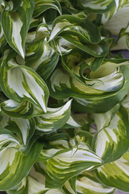 Beyaz ve yeşil şeritli yaprakları arka plan 