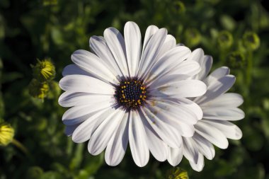 büyük beyaz çiçek yakın çekim