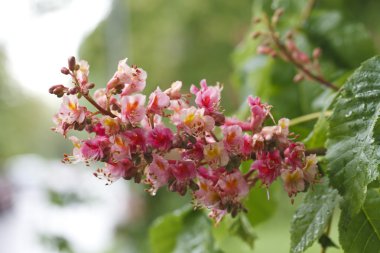 güzel pembe kestane çiçeklenme