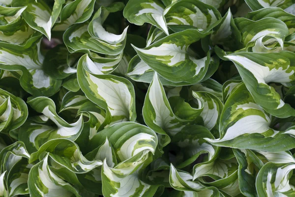 Bianco e verde strisce foglie sfondo — Foto Stock