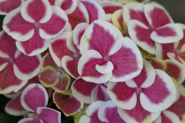 Brightly colored flowers blooming — Stock Photo, Image