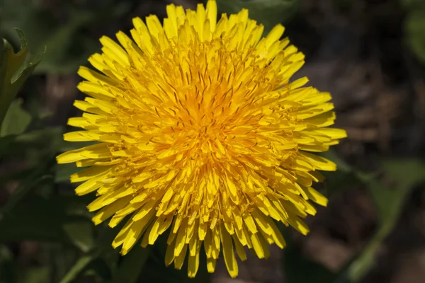 Beautiful dandelion closeup — Stock Photo, Image