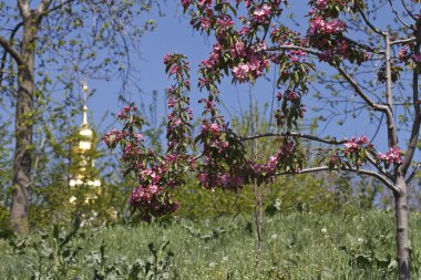 arka plan. Kilise ve çiçekli ağaçlar