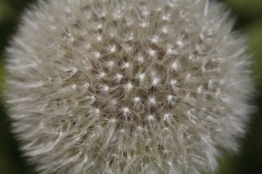 karahindiba güzel closeup