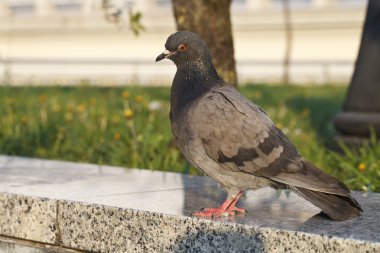 Parktaki güvercinler