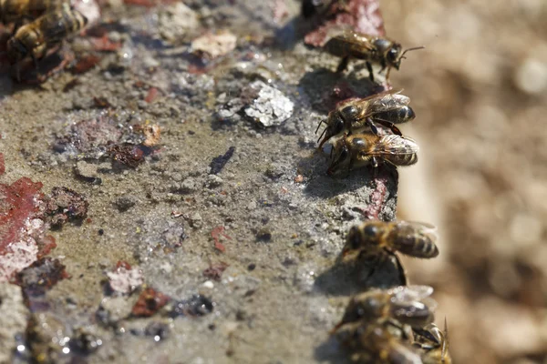 Včely pít vodu — Stock fotografie