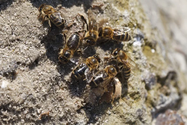 Las abejas beben agua — Foto de Stock