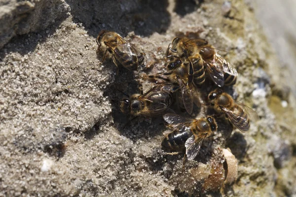 Las abejas beben agua —  Fotos de Stock