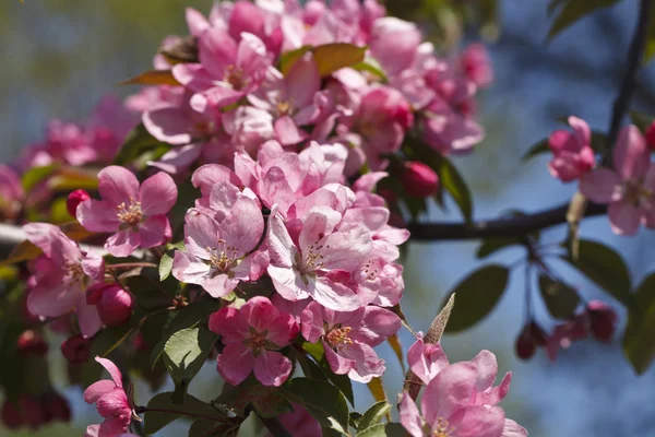 Bright pink flowering tree — Stock Photo, Image