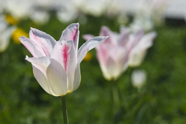 Beautiful blooming tulip — Stock Photo, Image