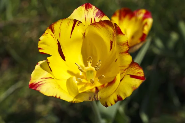 Красивый цветущий тюльпан — стоковое фото