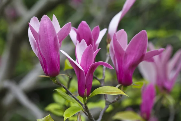 Kwiaty magnolia zaostrzona — Zdjęcie stockowe