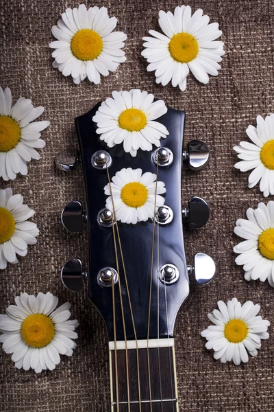 Flores de guitarra y margarita —  Fotos de Stock