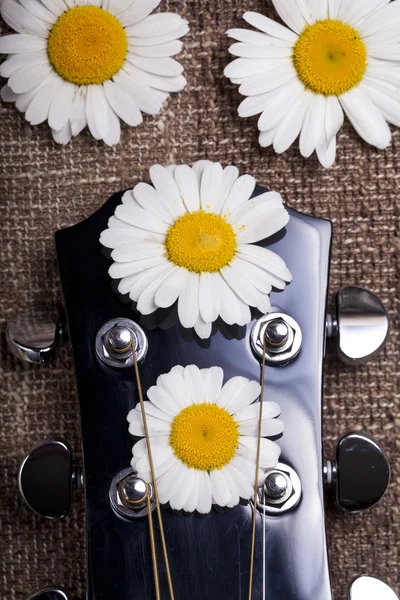 Guitarra e flores de margarida — Fotografia de Stock