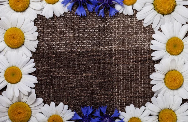 Frame daisy background wallpaper design — Stock Photo, Image