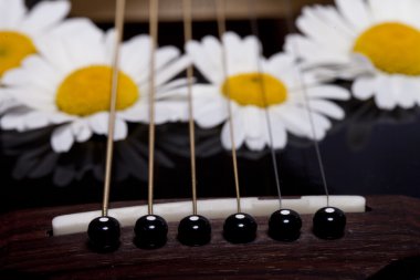 gitar ve papatya çiçekler