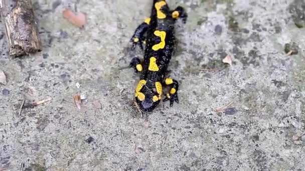 Salamandra en la naturaleza — Vídeos de Stock