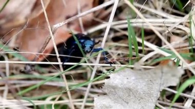 vahşi güzel büyük siyah böceği