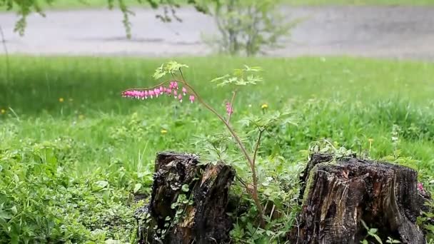 Красивая природа под дождем — стоковое видео