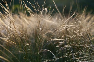 güzel bir gün batımı arka plan üzerinde tüy