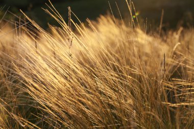 güzel bir gün batımı arka plan üzerinde tüy