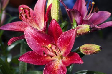 güzel kırmızı lily yakın çekim