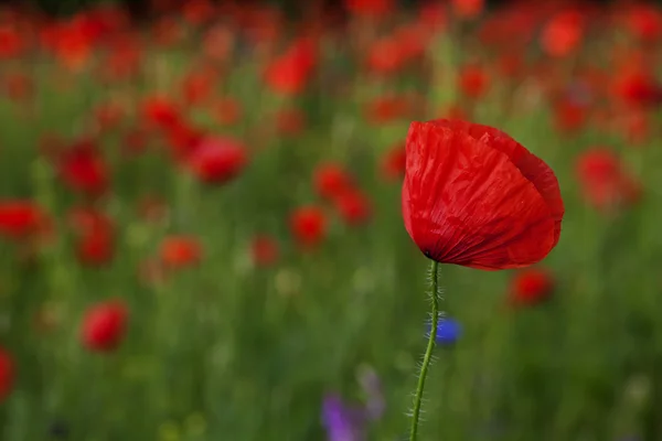 Beautiful blooming poppies — Stock Photo, Image