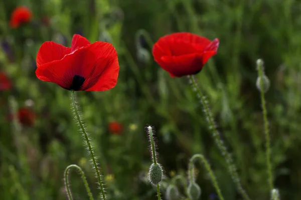 Beaux coquelicots en fleurs — Photo