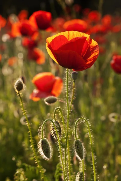 Beaux coquelicots en fleurs — Photo